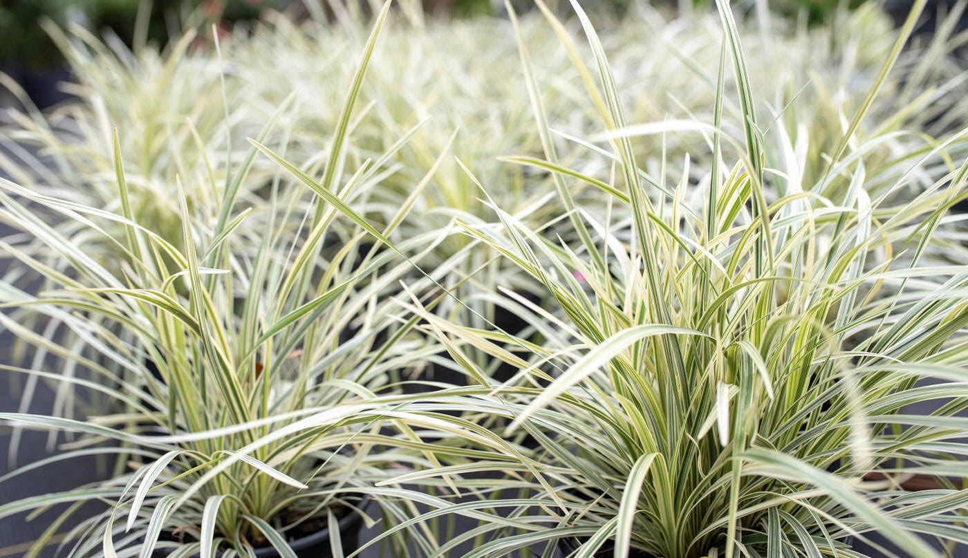 Shade Grasses