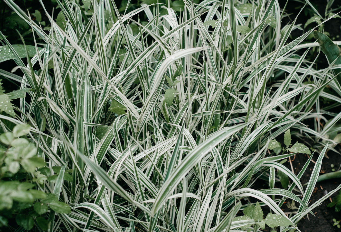 Sun Grasses