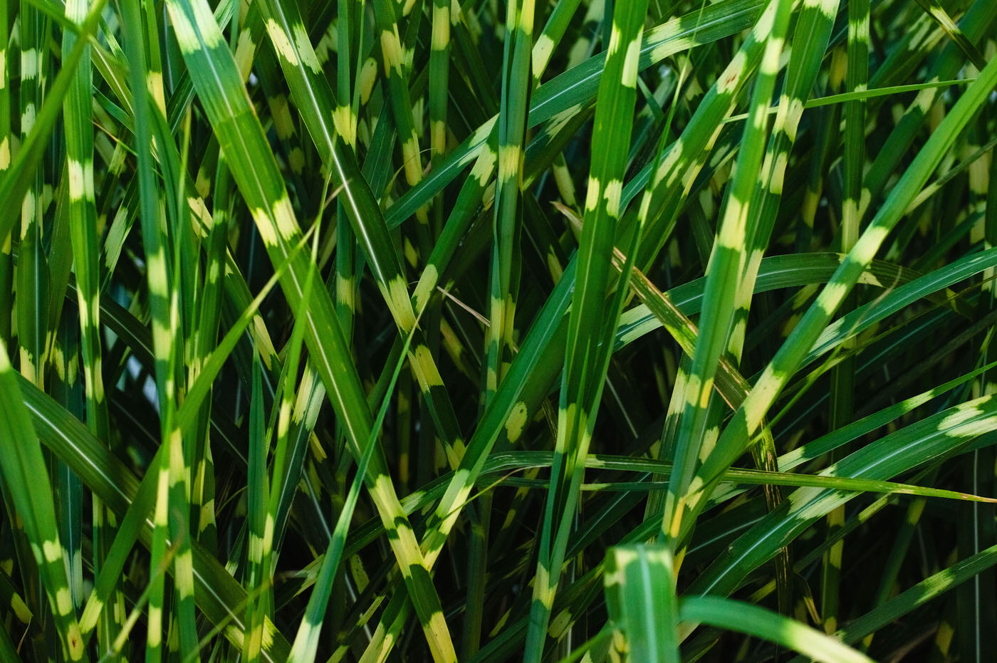 Sun Grasses