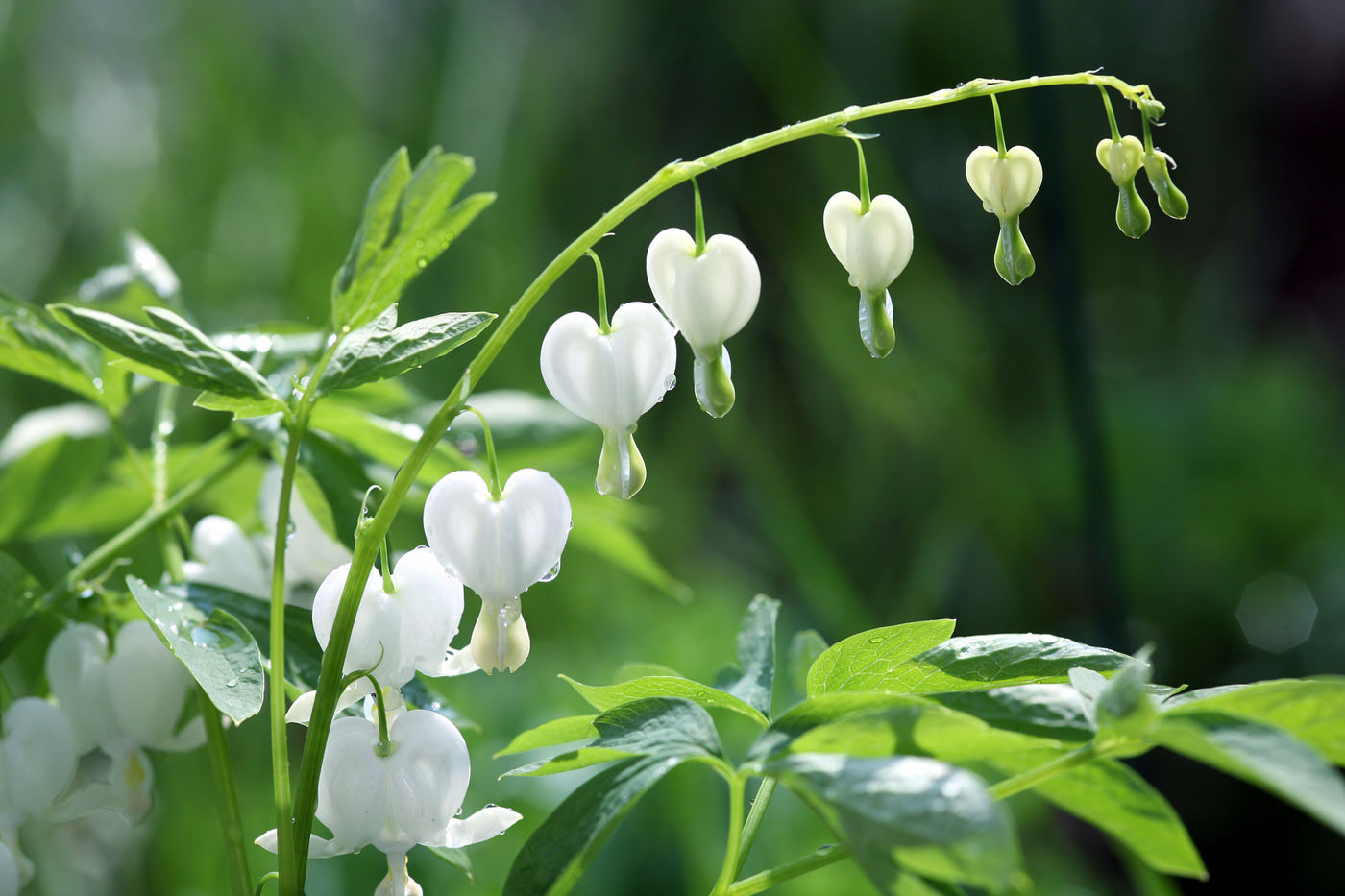 Shade Perennials