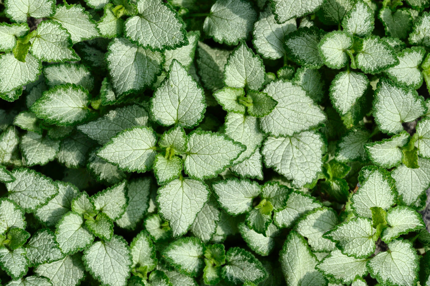 Groundcovers