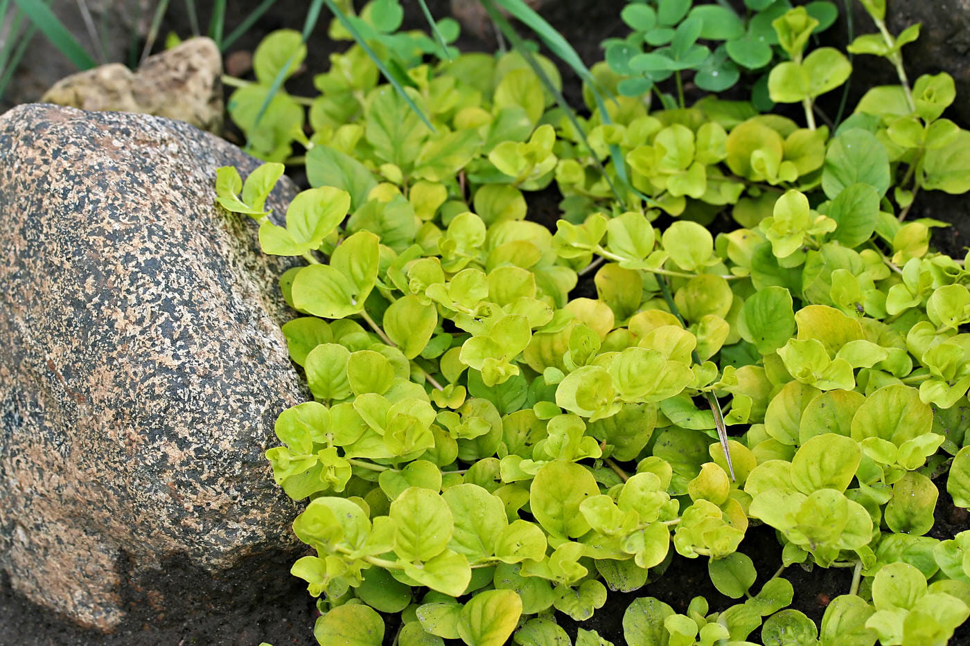 Groundcovers