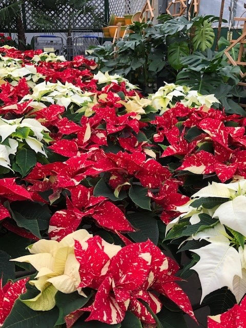 Poinsettias