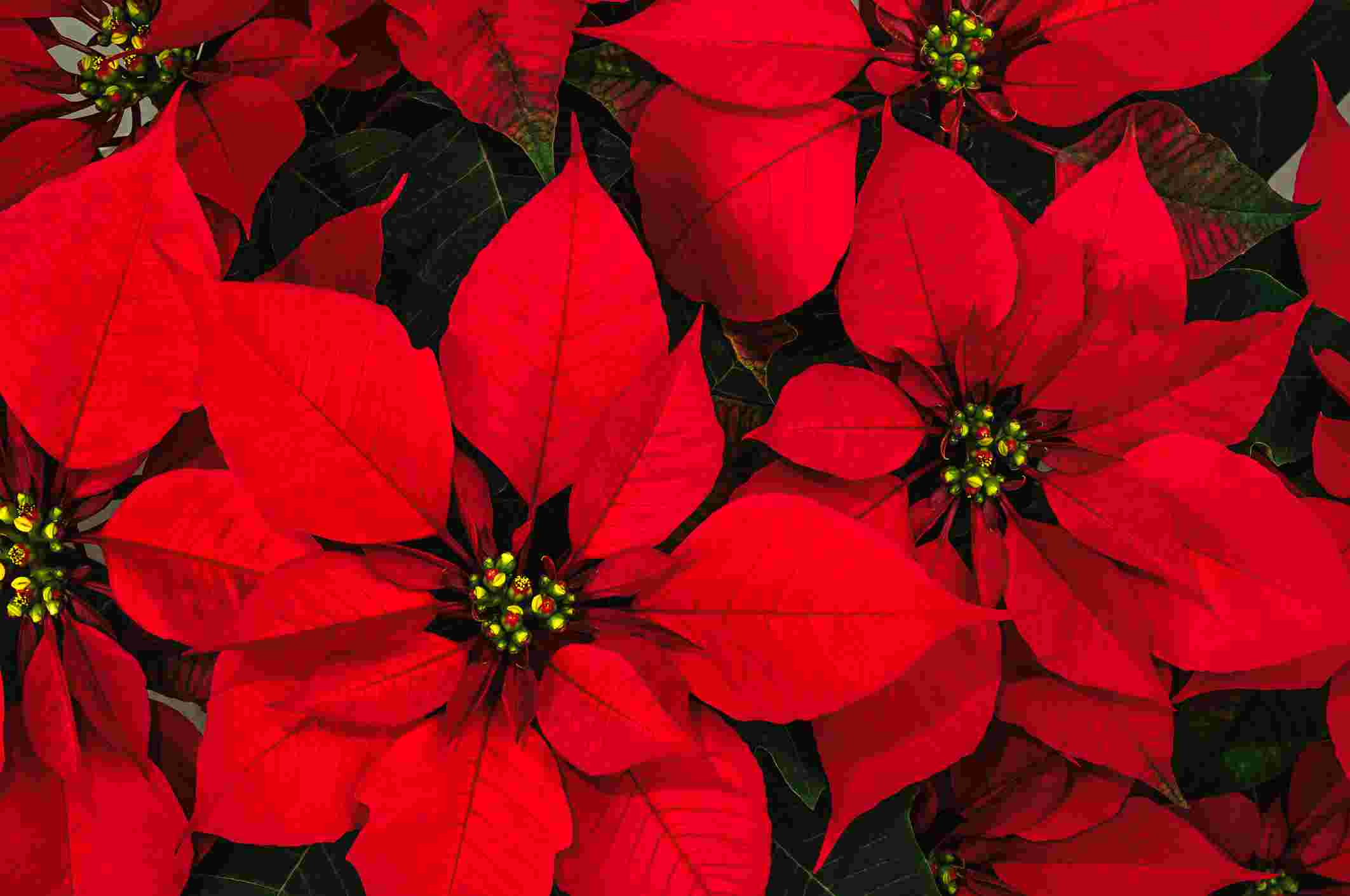 Red poinsettia resize