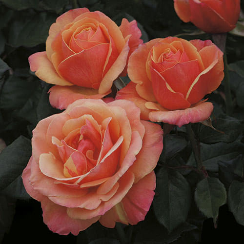 Floribunda Roses