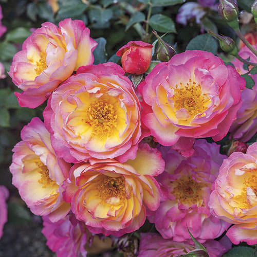 Groundcover Roses