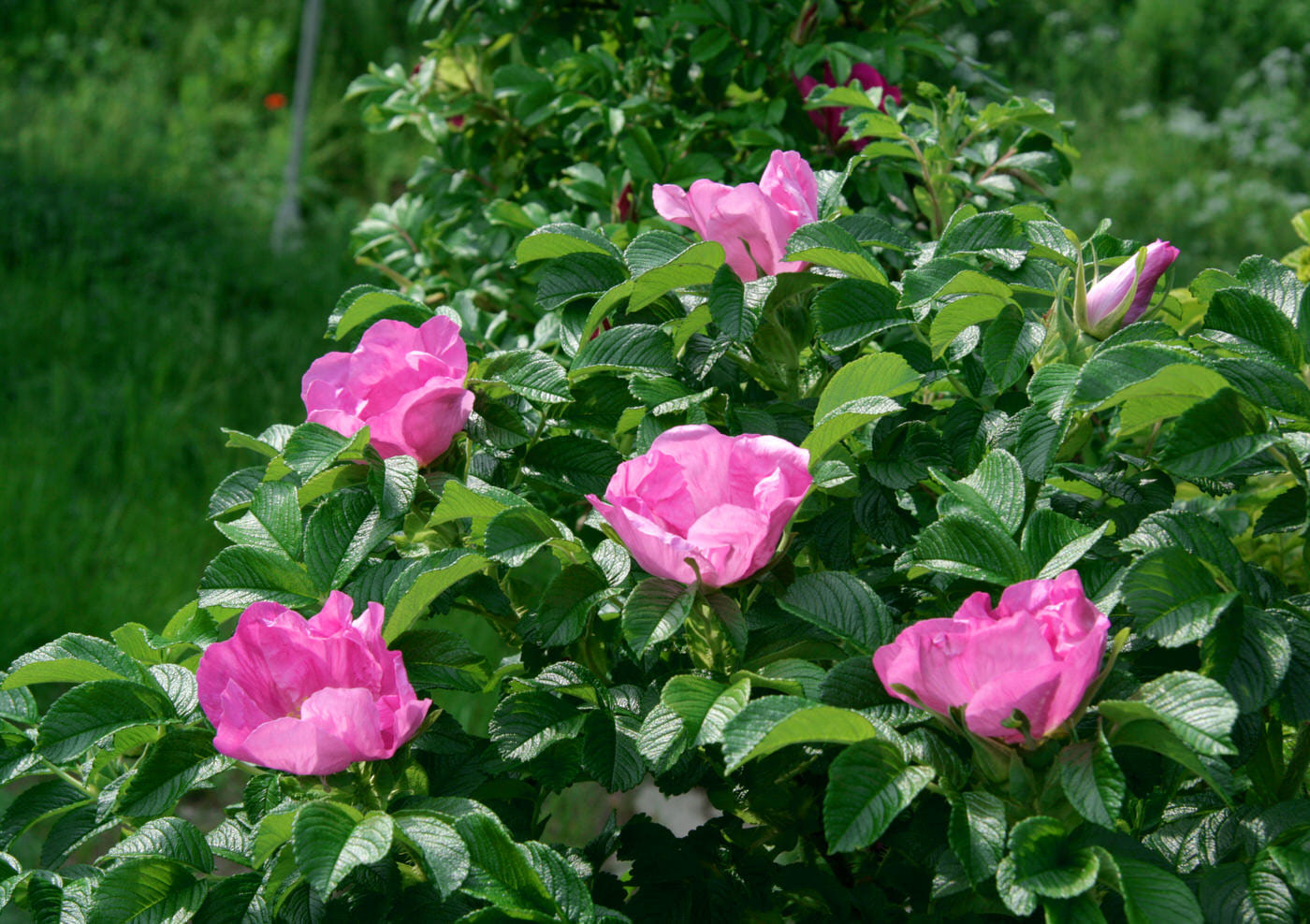 Rugosa Roses