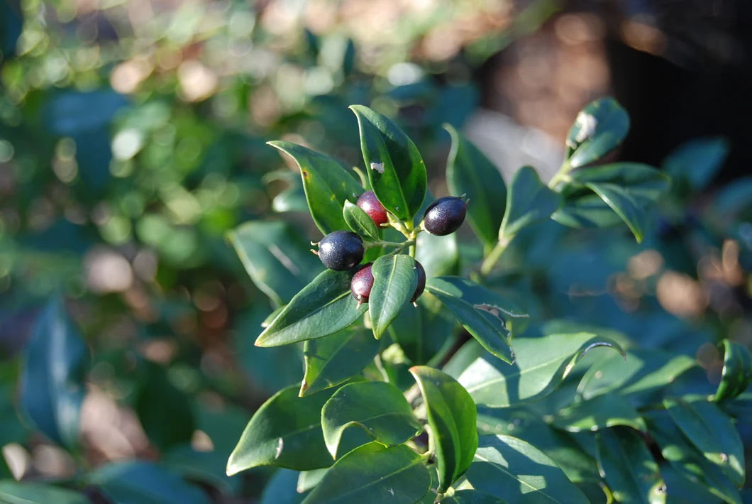 Winter Interest Plants