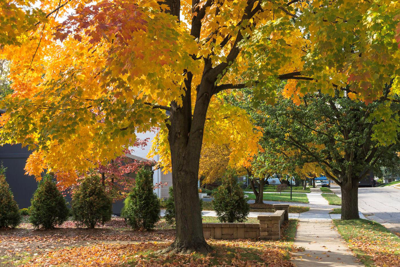 Shade Trees