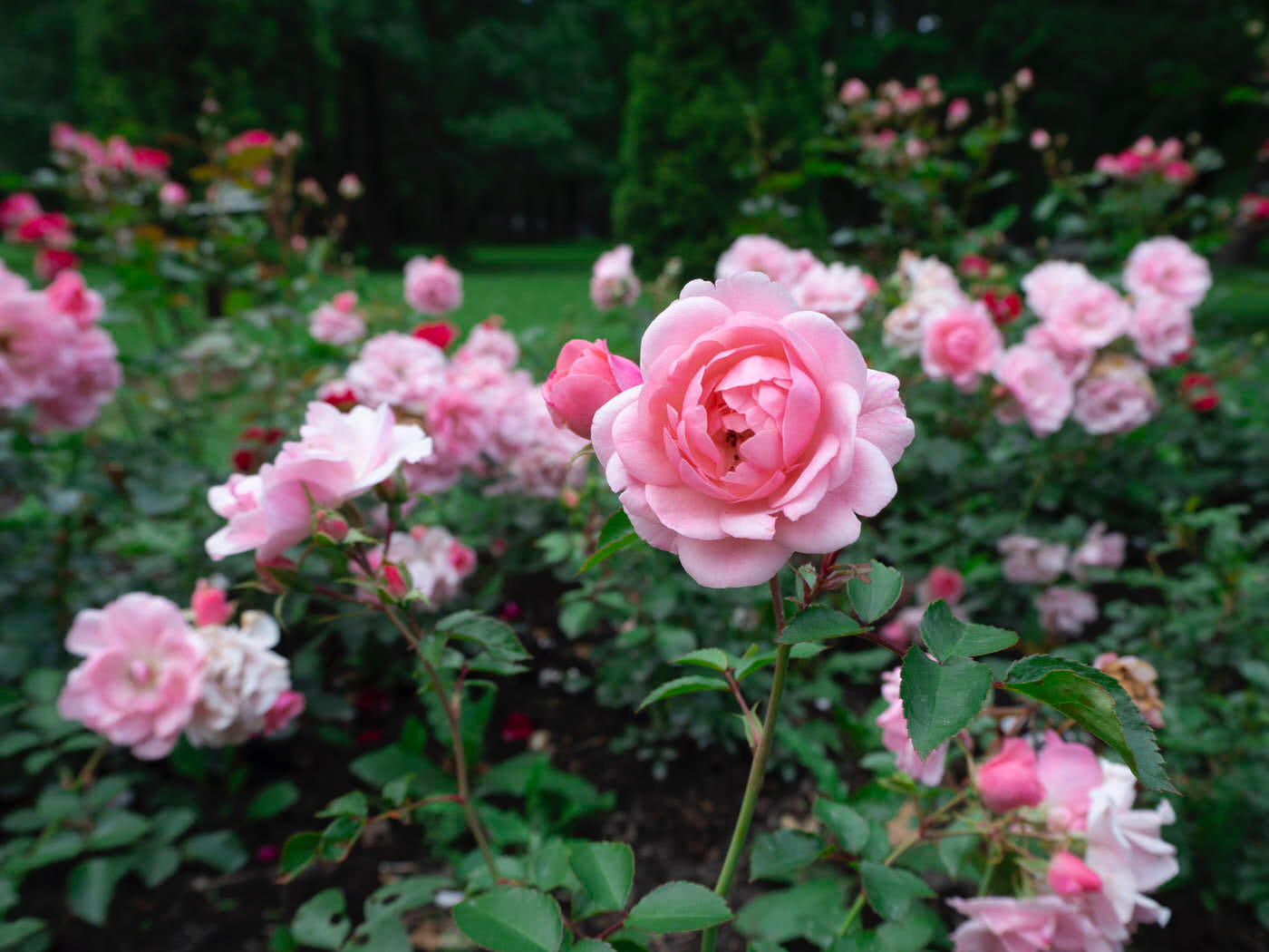 Shrub Roses