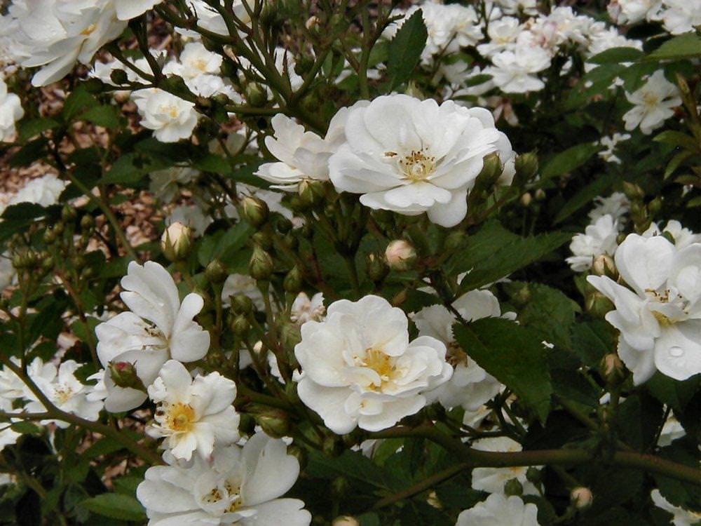 Shrublet Roses