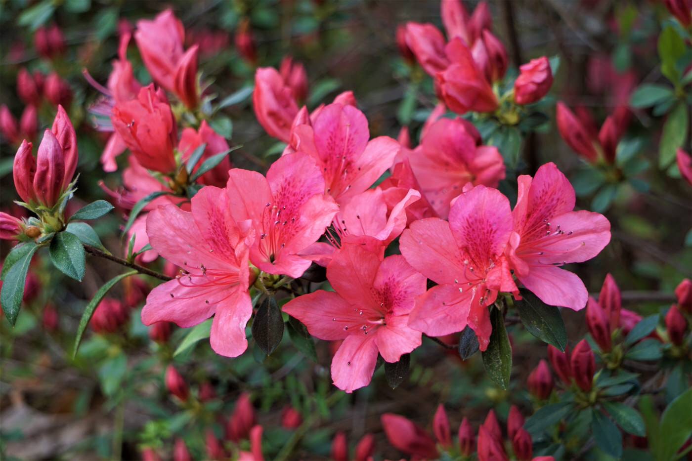 Azaleas