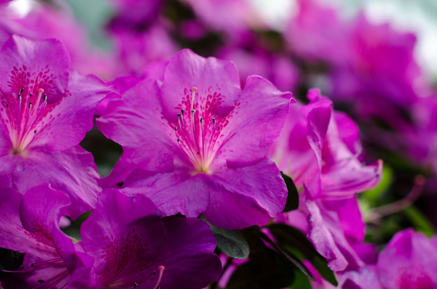 Azaleas