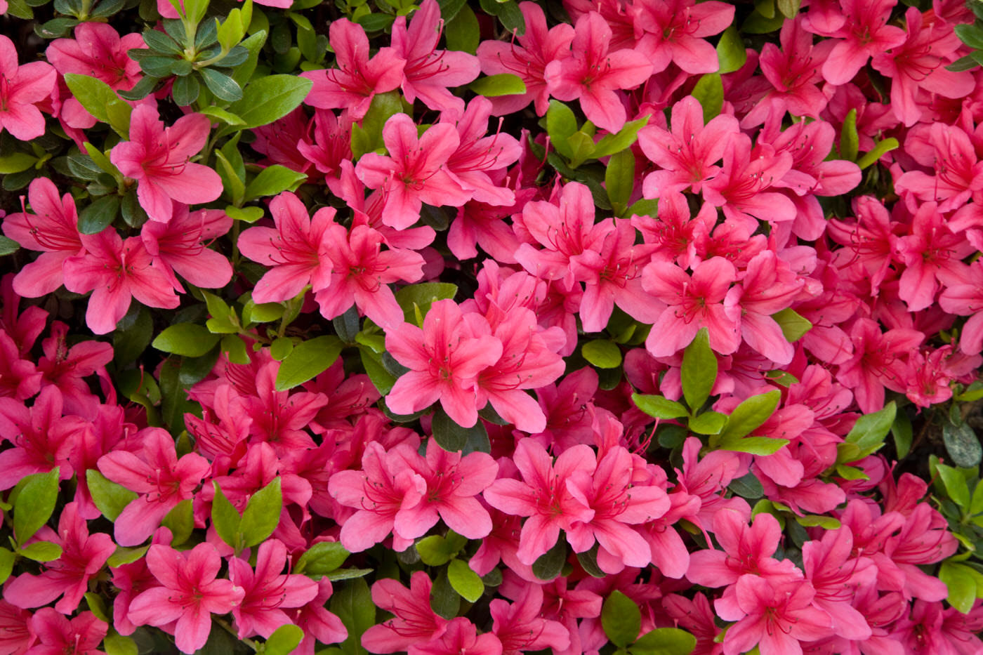 Azaleas