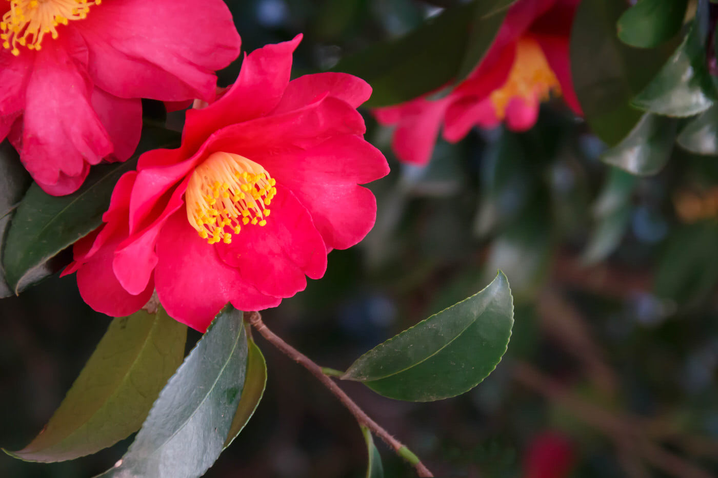 Camellias