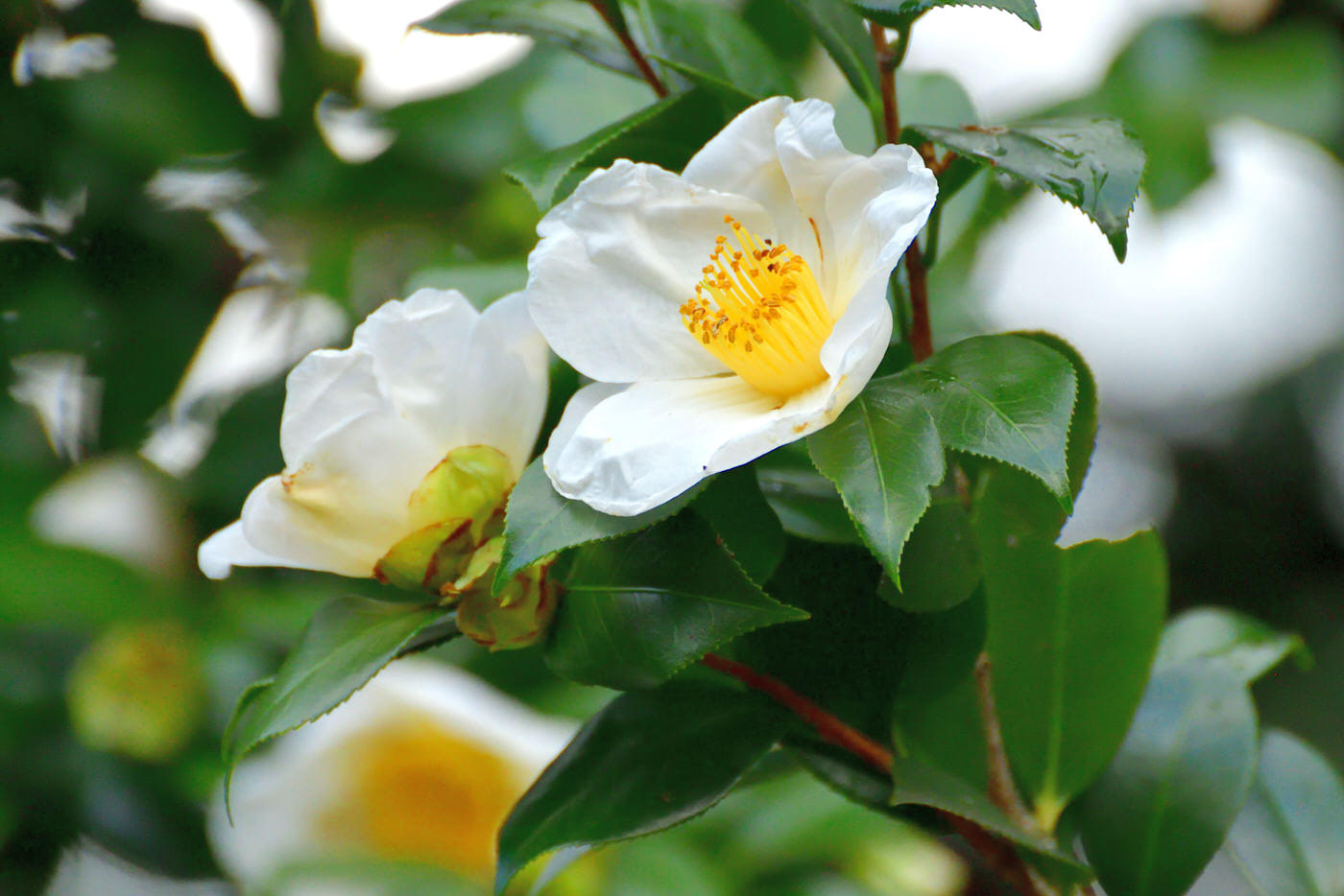 Camellias