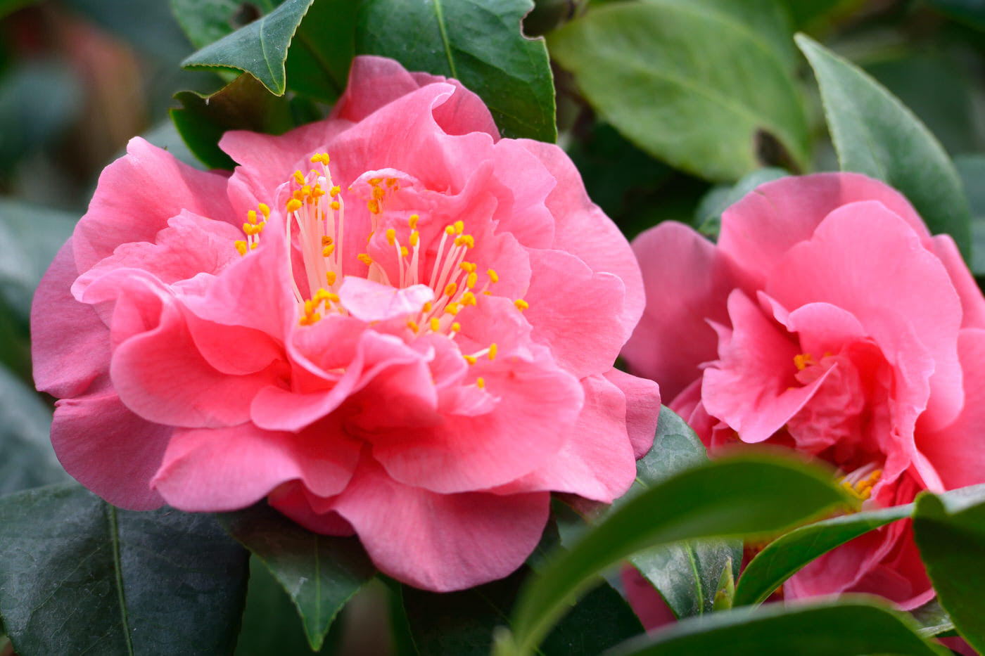 Camellias