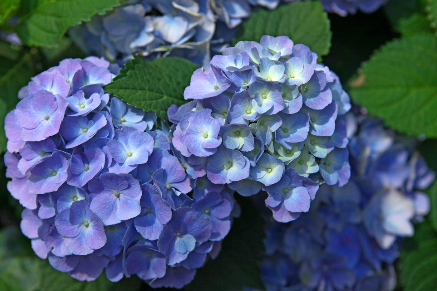 Hydrangeas