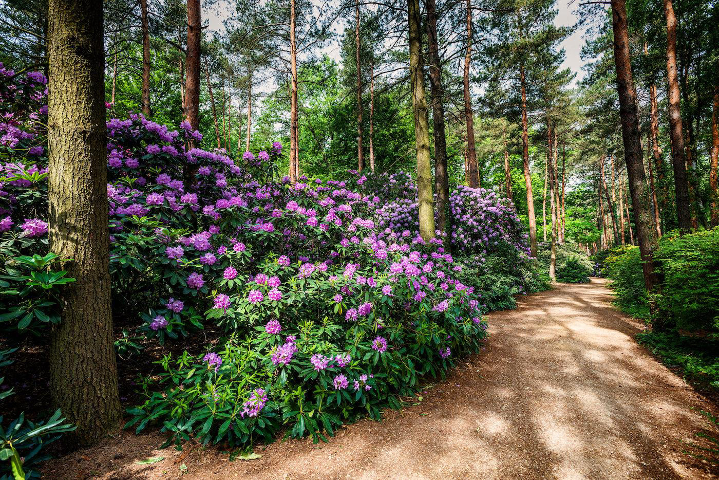 Rhododendrons