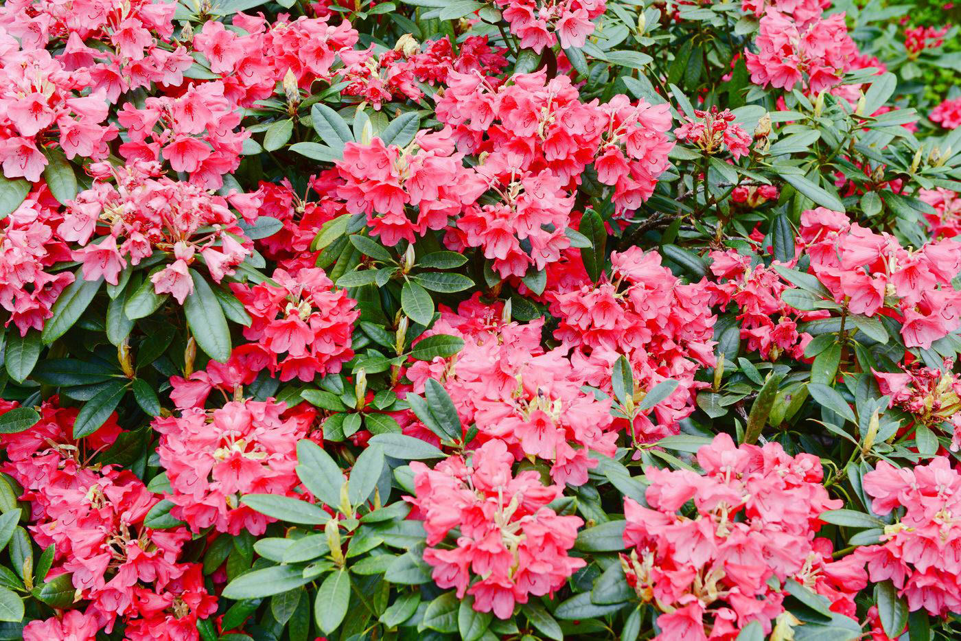 Rhododendrons