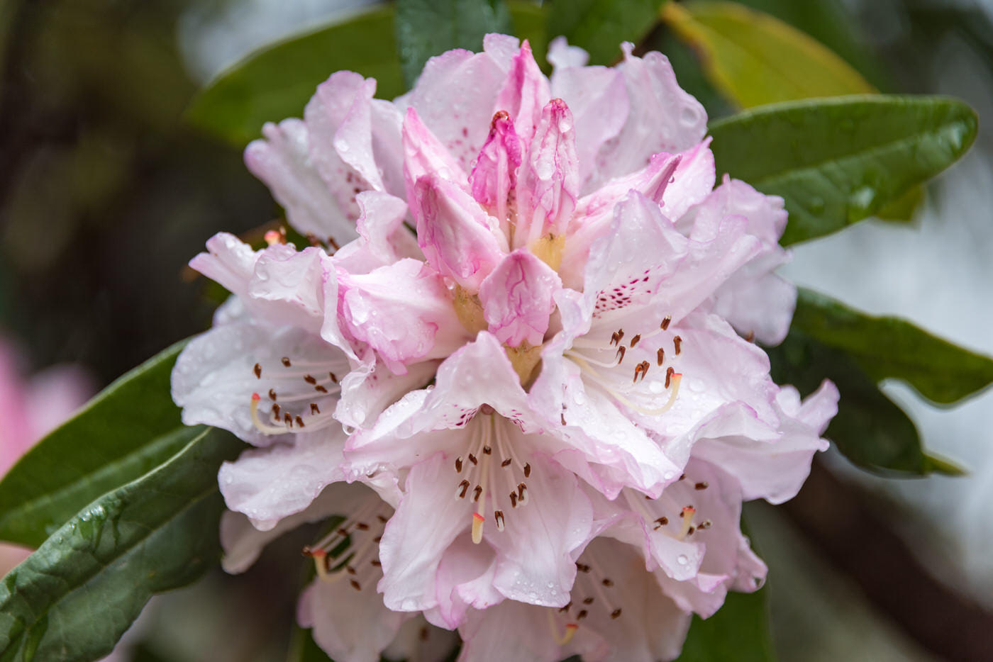 Rhododendrons