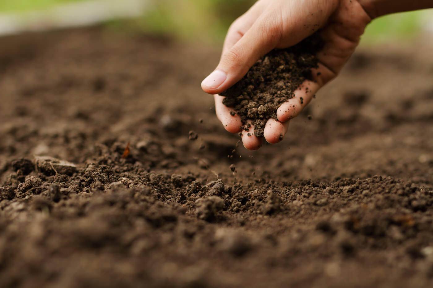 Soils & Planting Mixes