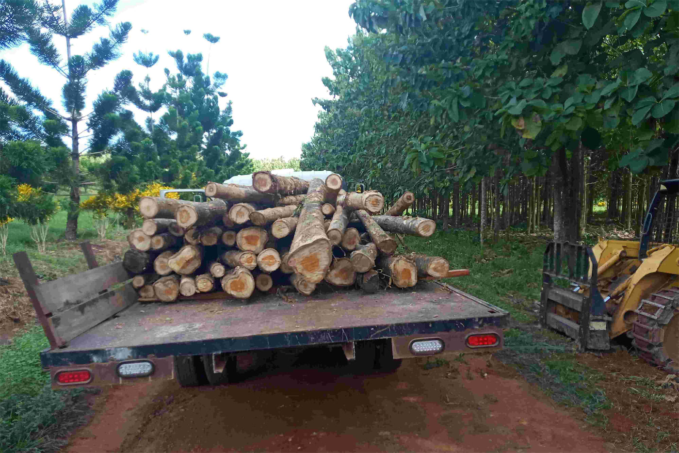 Teak Lumber