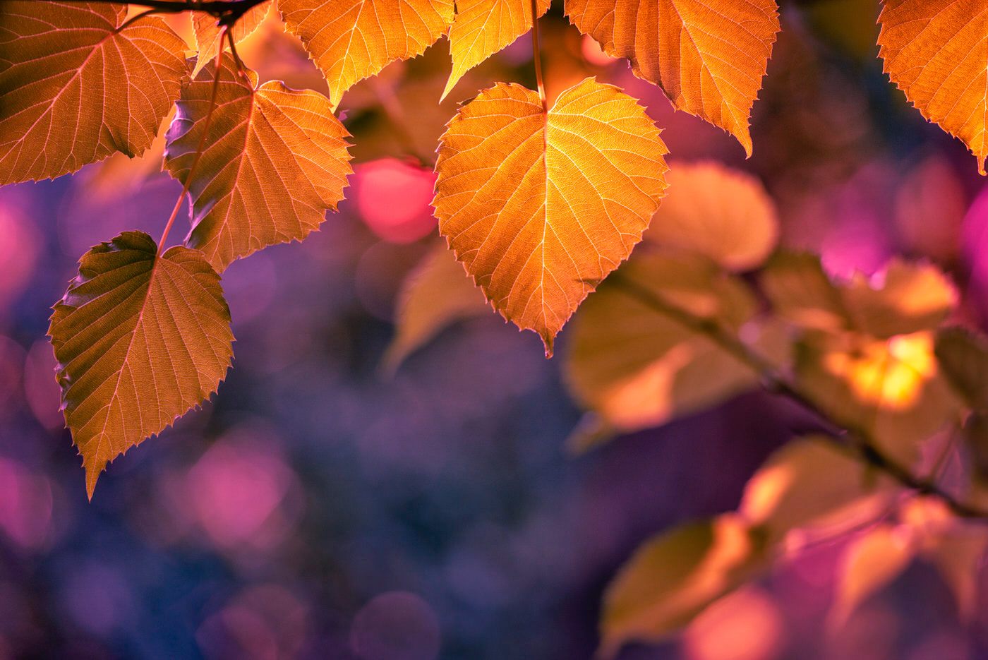 Deciduous Trees