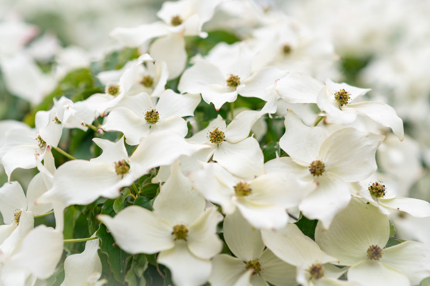 Flowering Trees