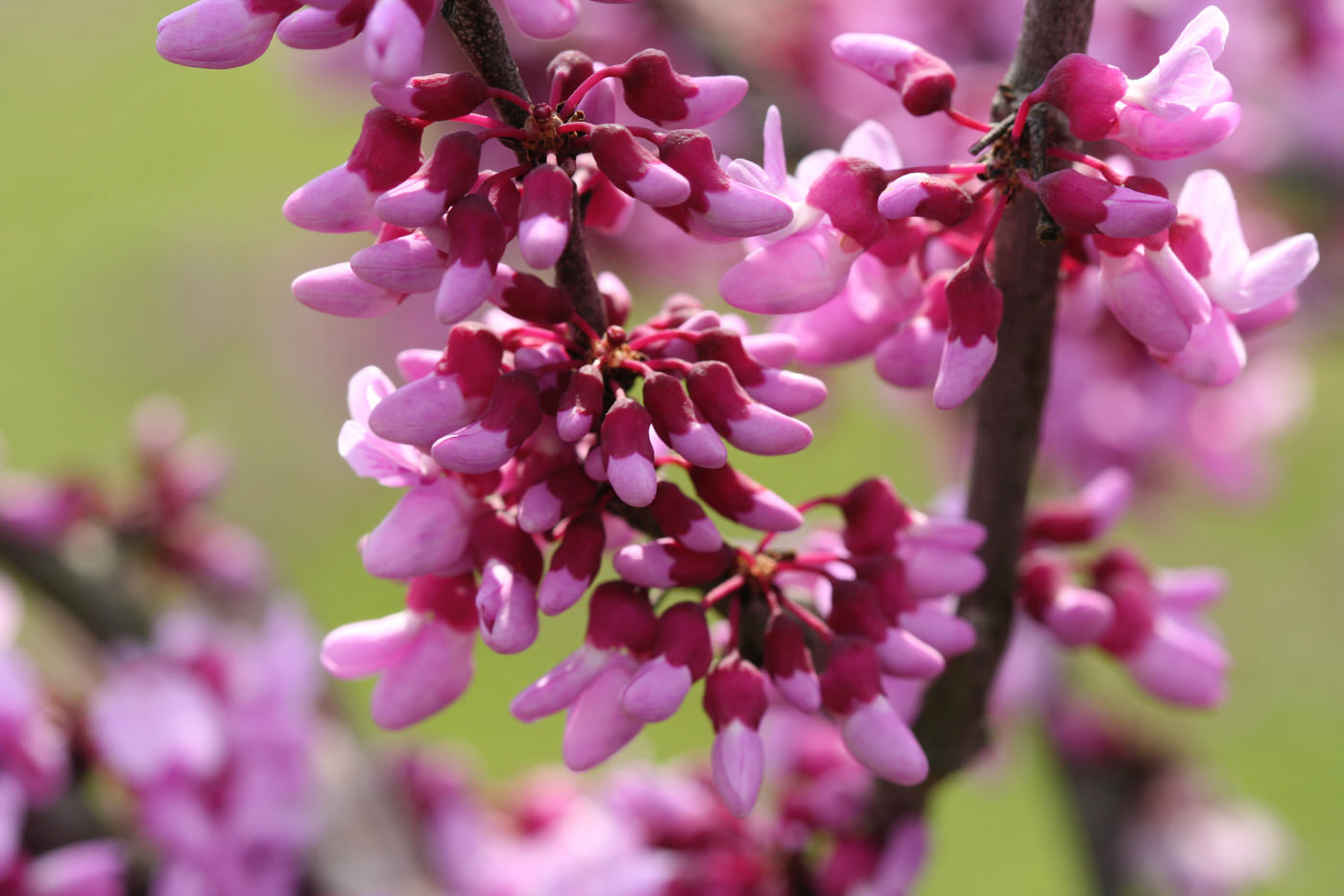 Flowering Trees