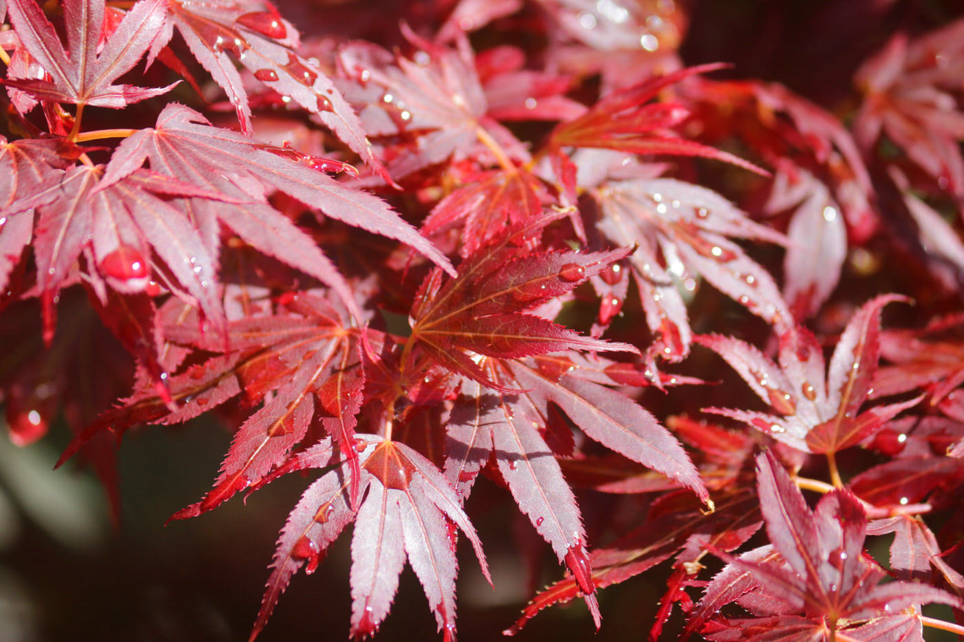 Japanese Maples