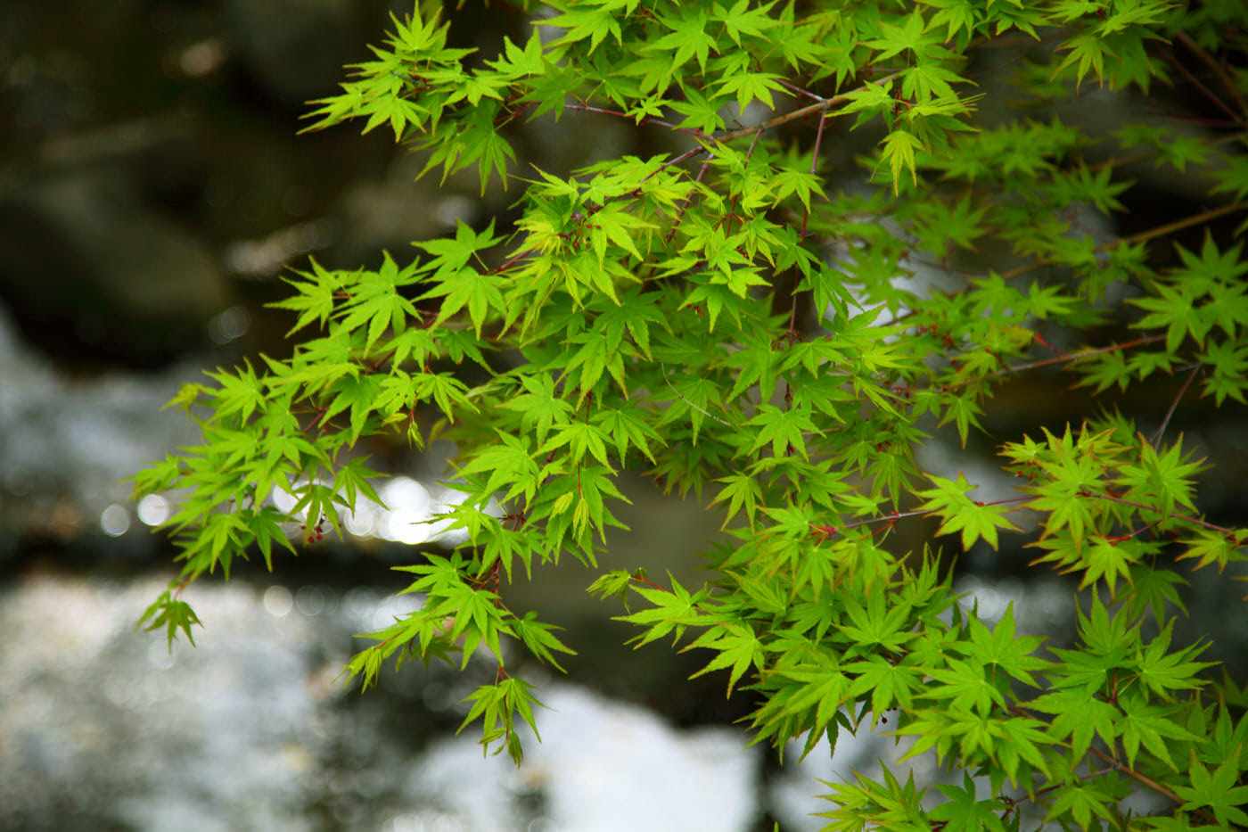 Japanese Maples