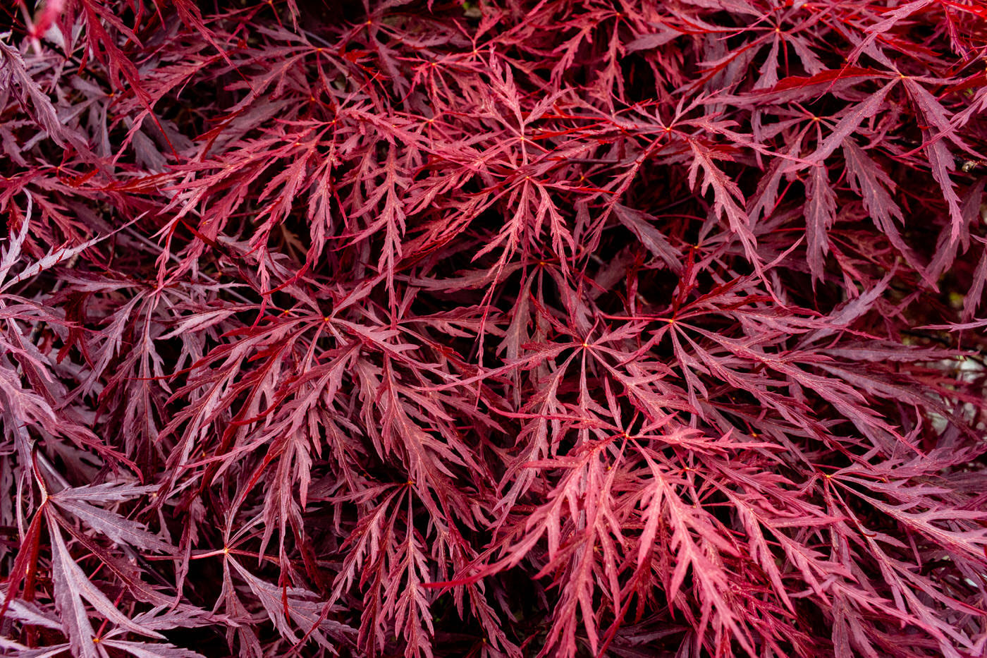 Japanese Maples