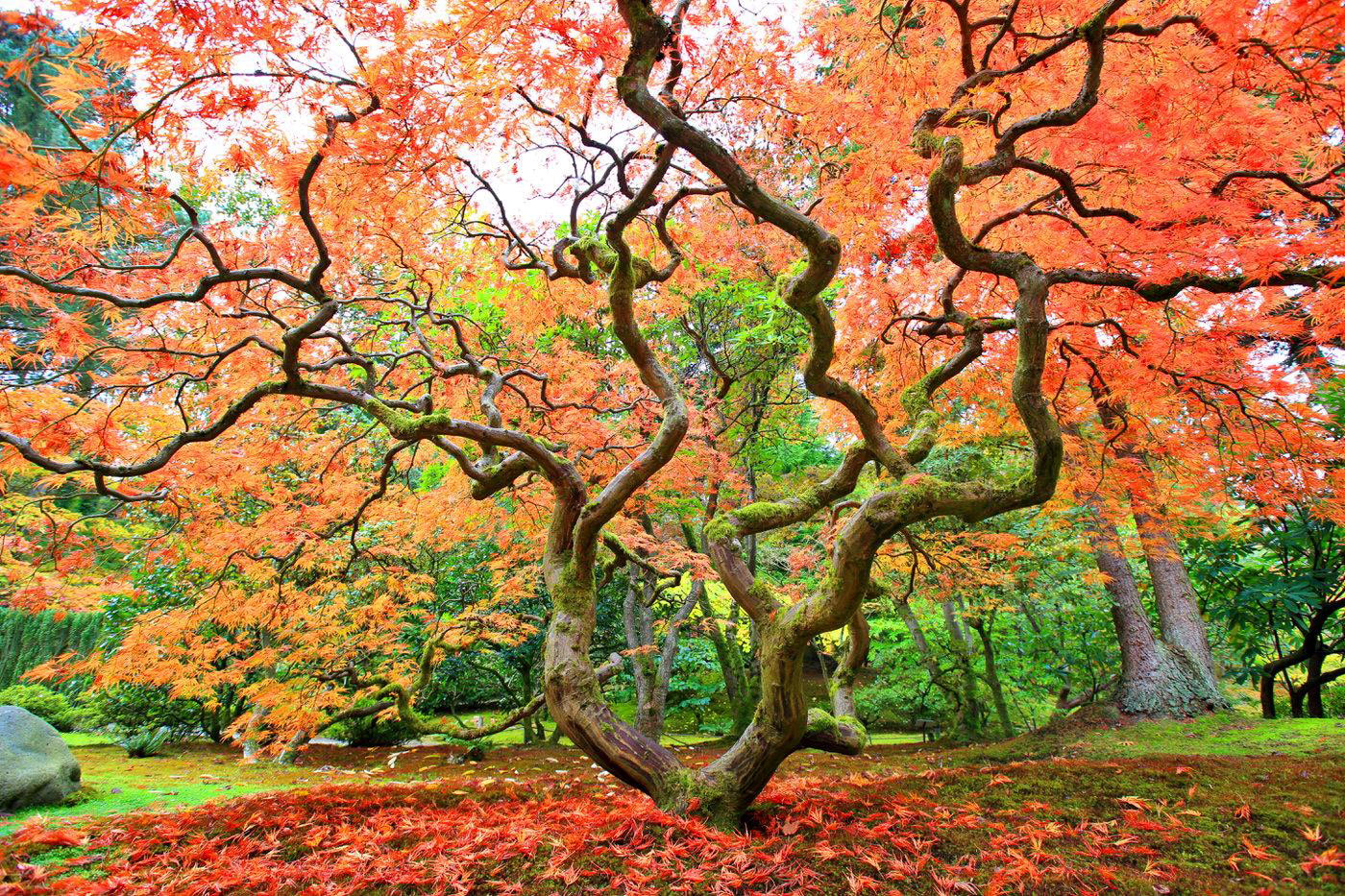 Japanese Maples