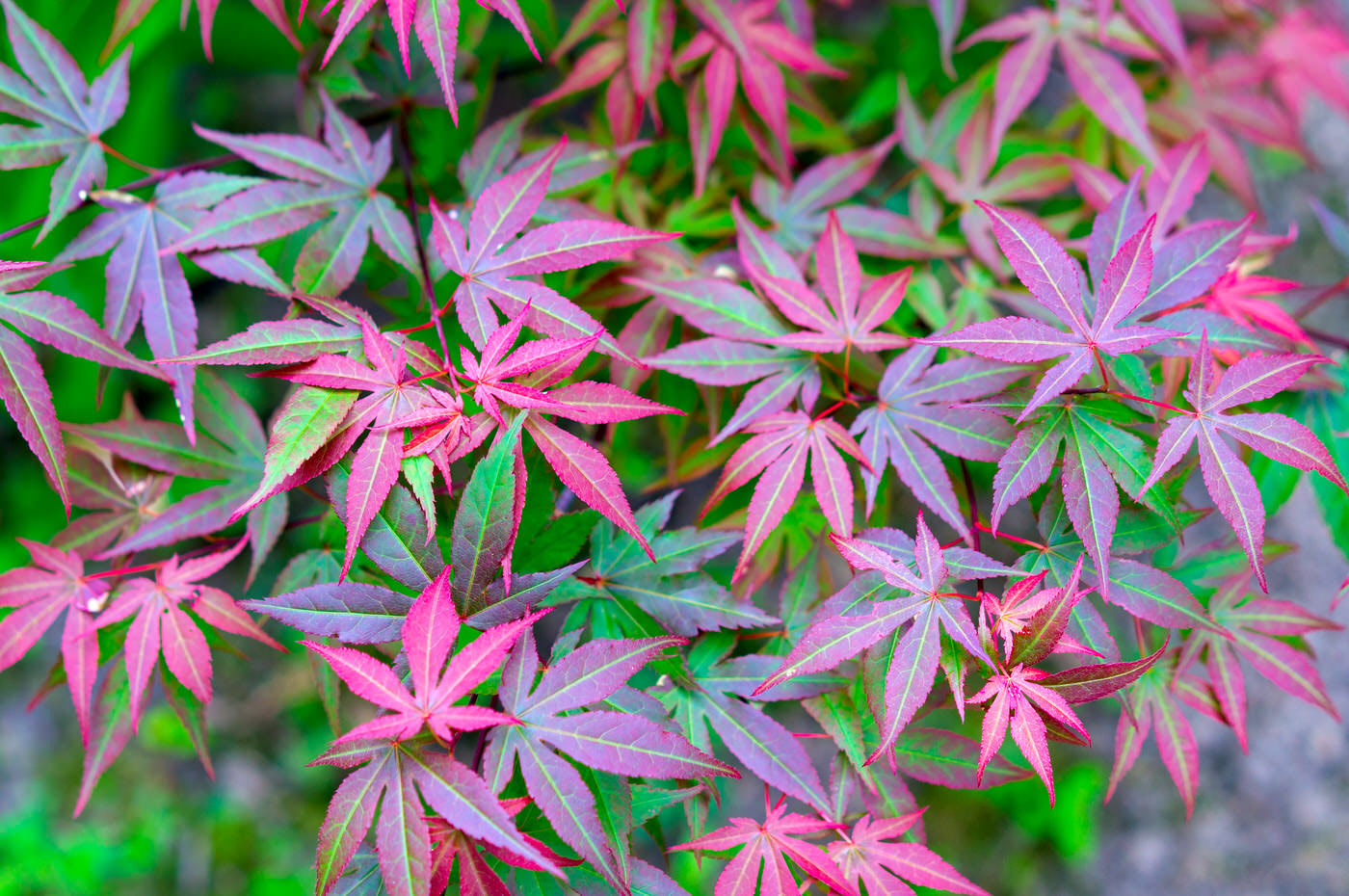 Japanese Maples