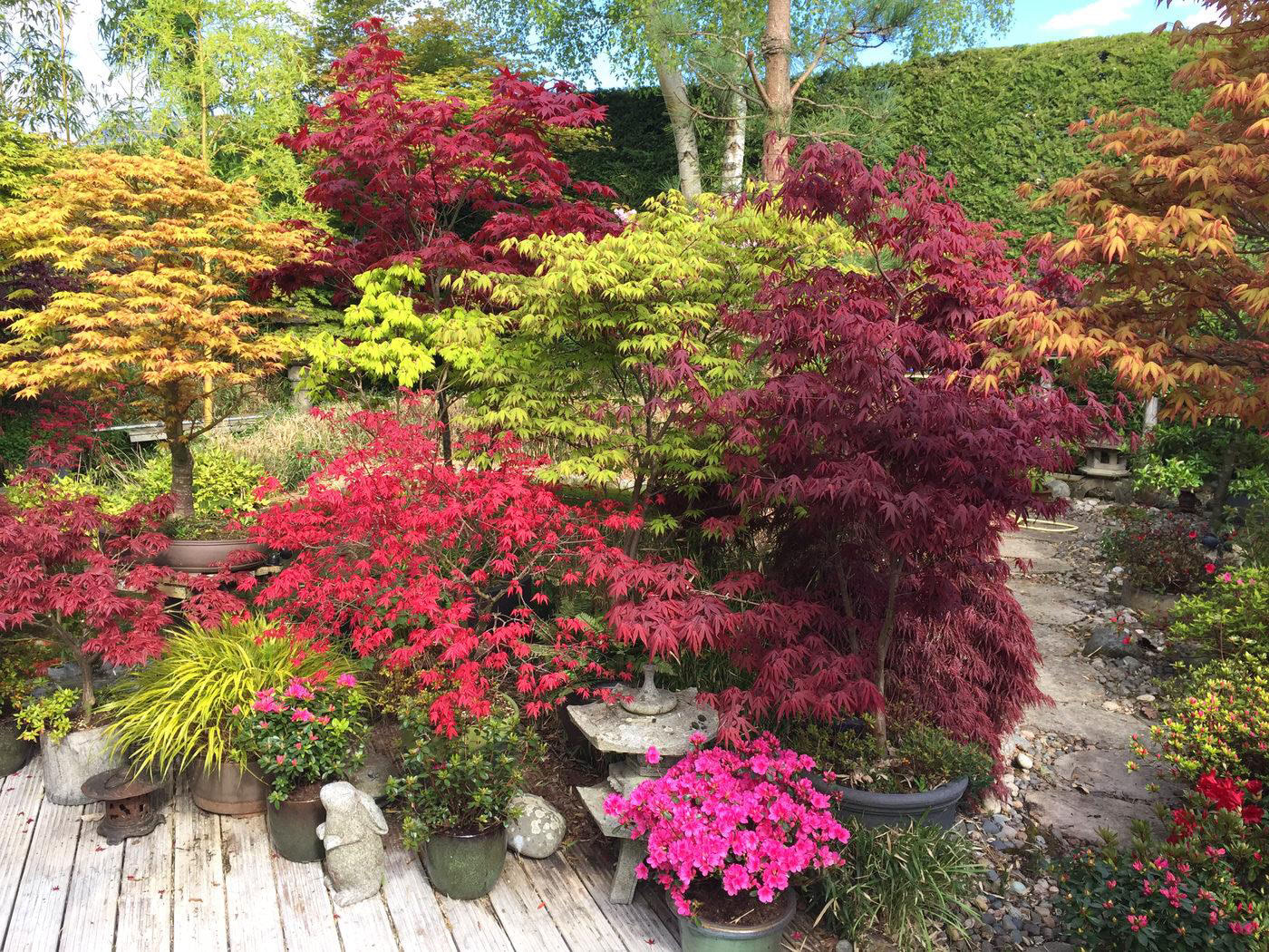 Japanese Maples