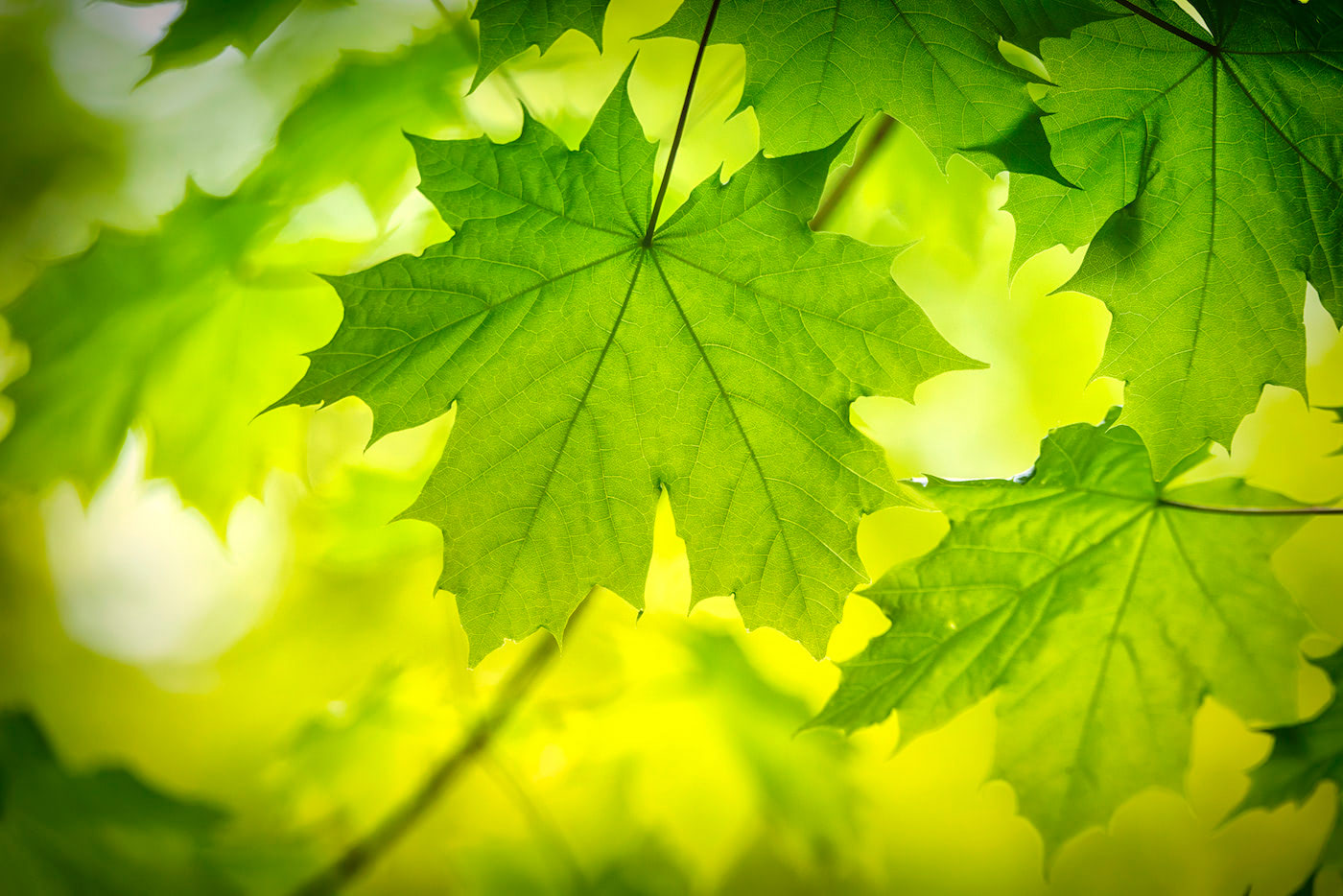 Shade Trees