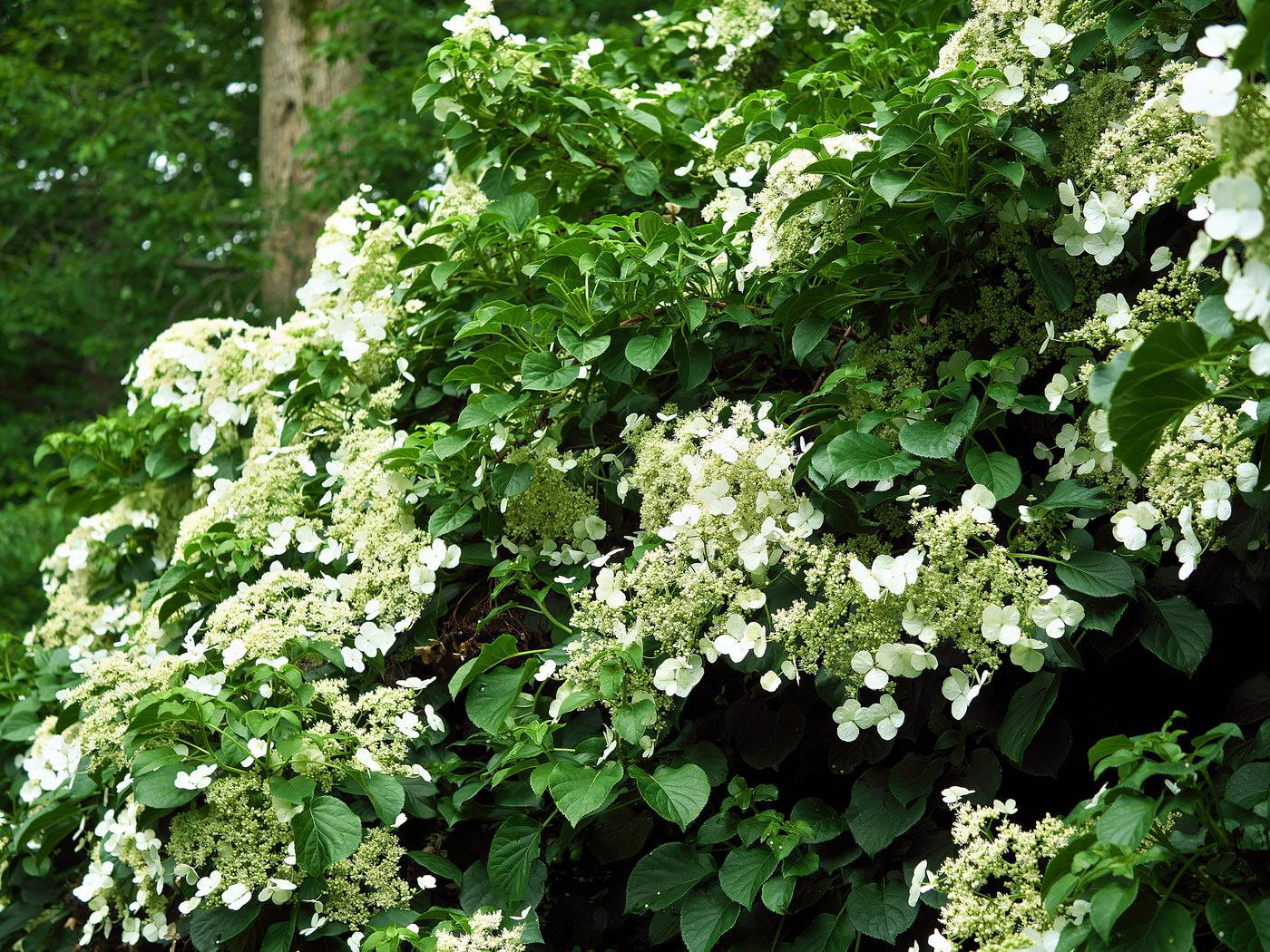 Shade Vines