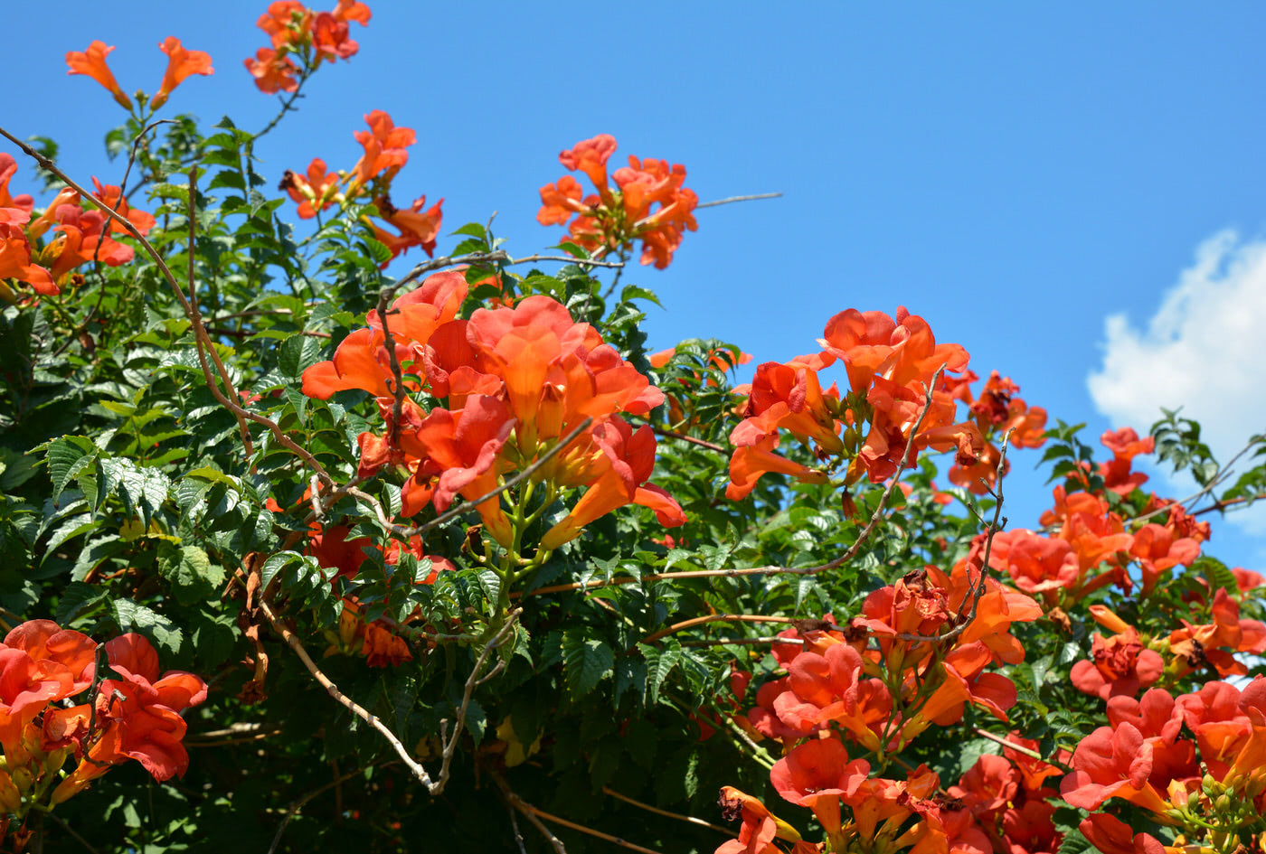 Sun Vines