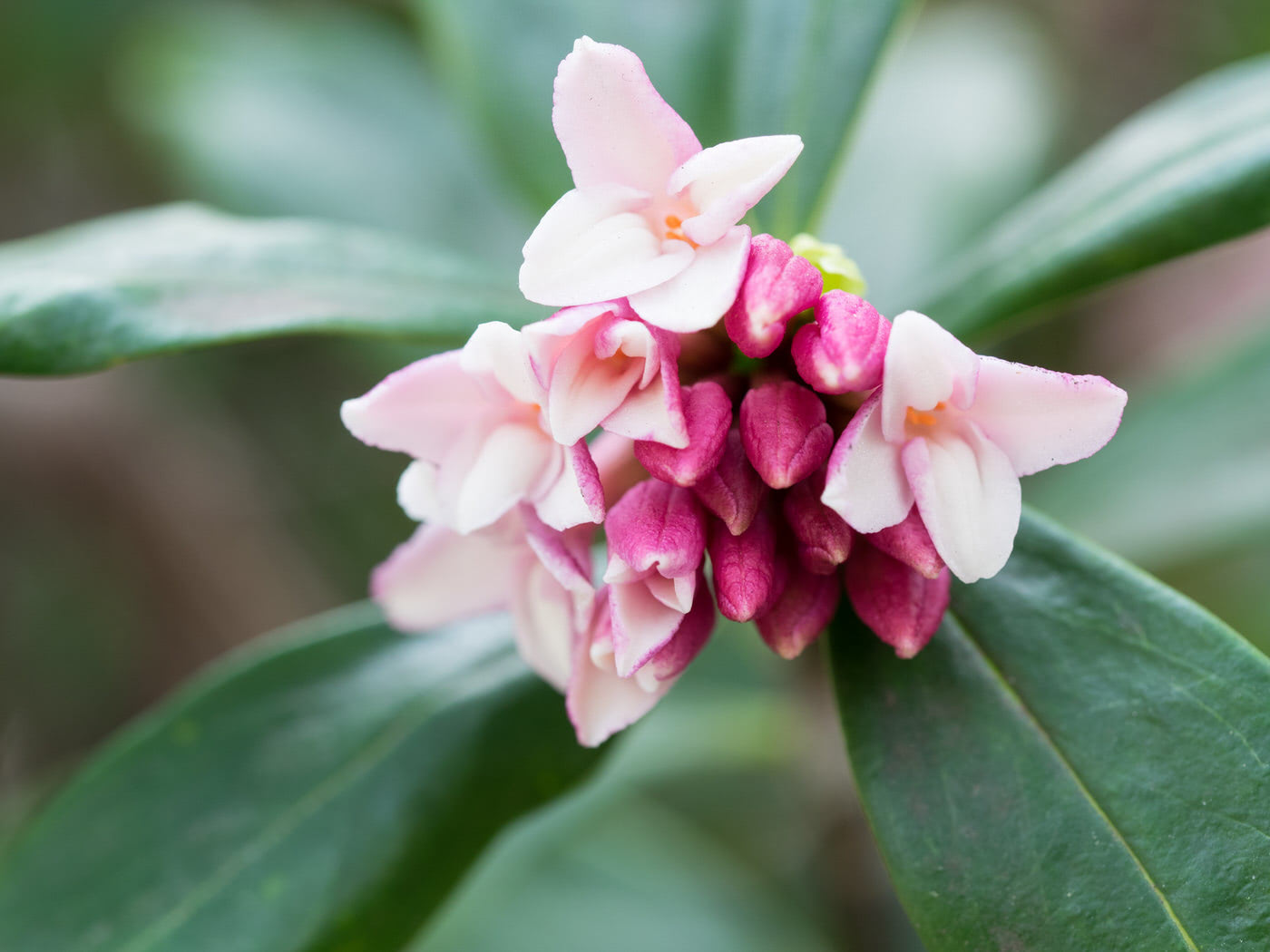 Winter Container Gardening