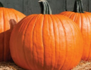 a pumpkin medium