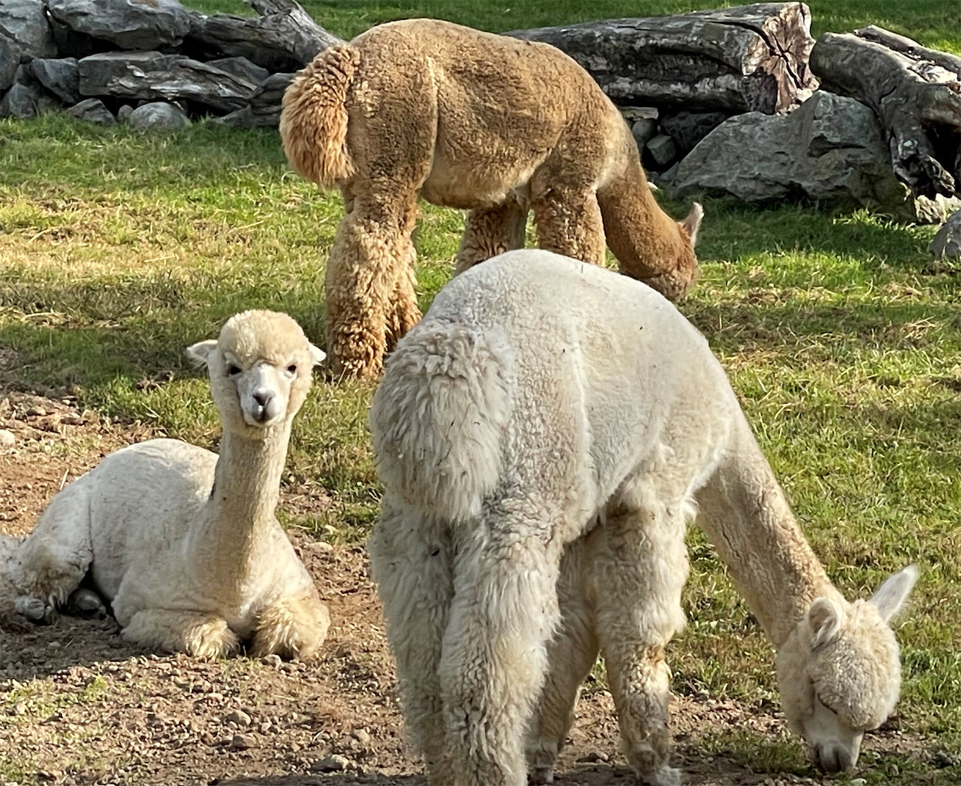 alpaca video picture 2