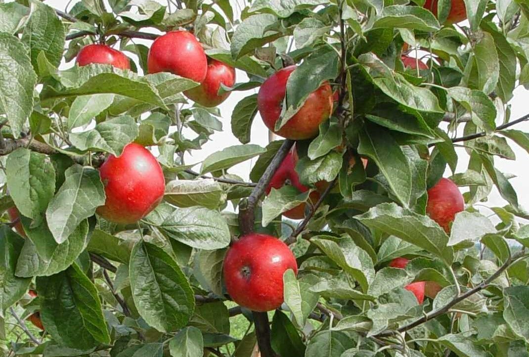 apple tree akane cr crop 2022 2