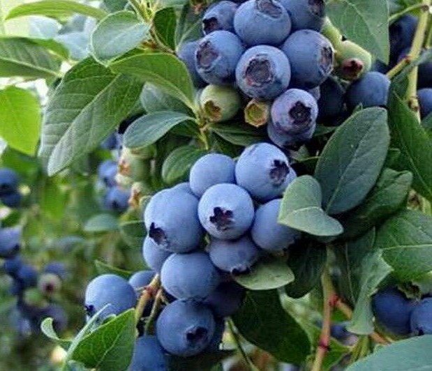 blueberries 2022 2