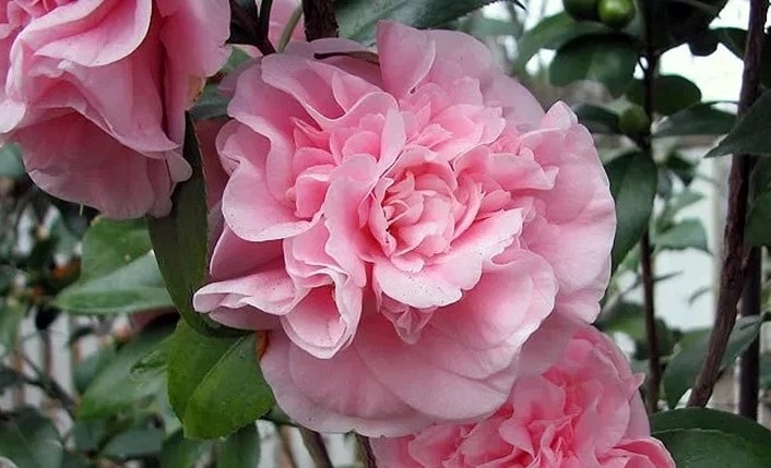 camellia debutante pink 5 1024x1024 2