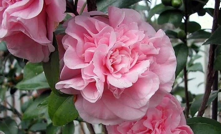 camellia debutante pink 5 1024x1024 2