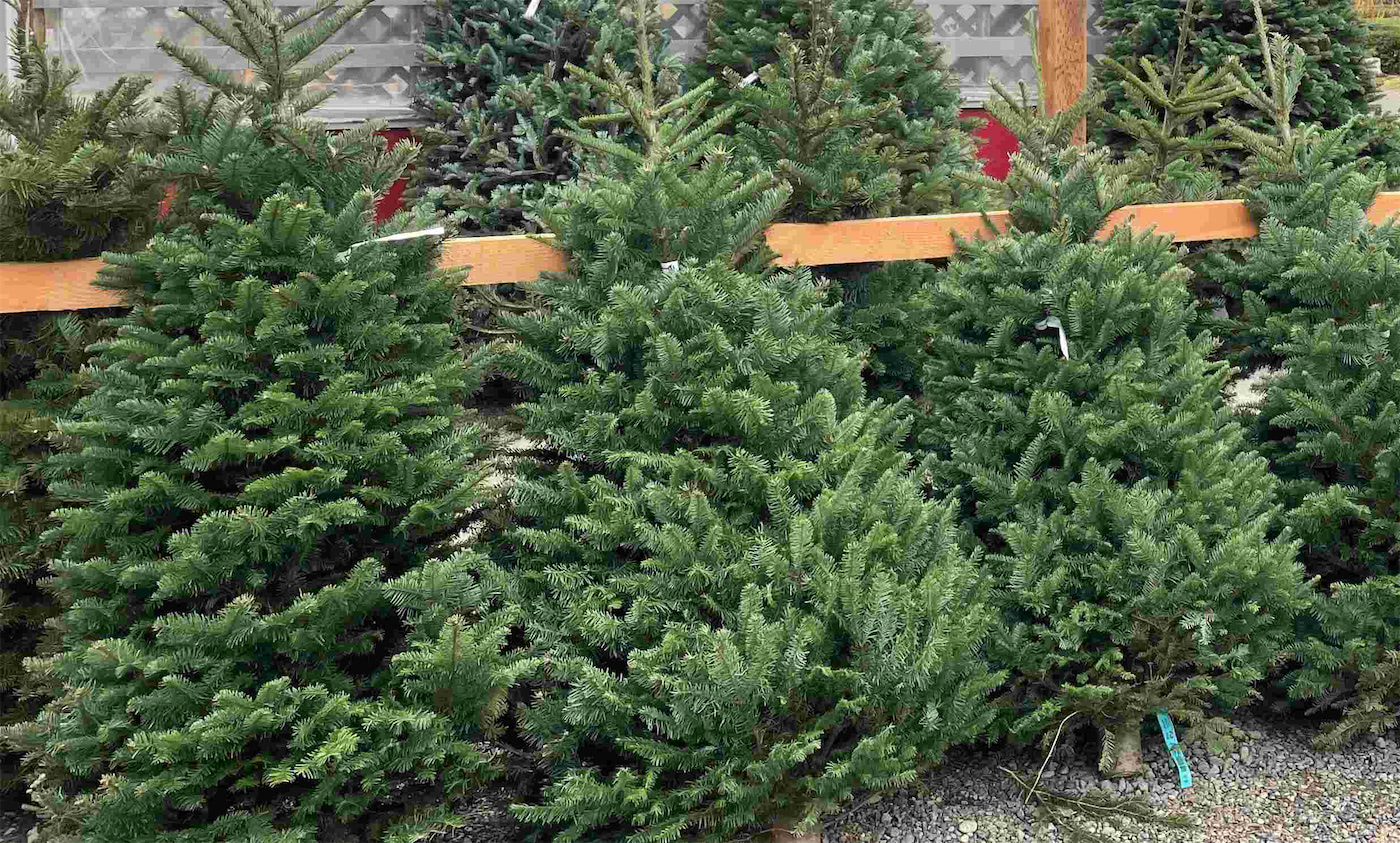 Cut Holiday Trees