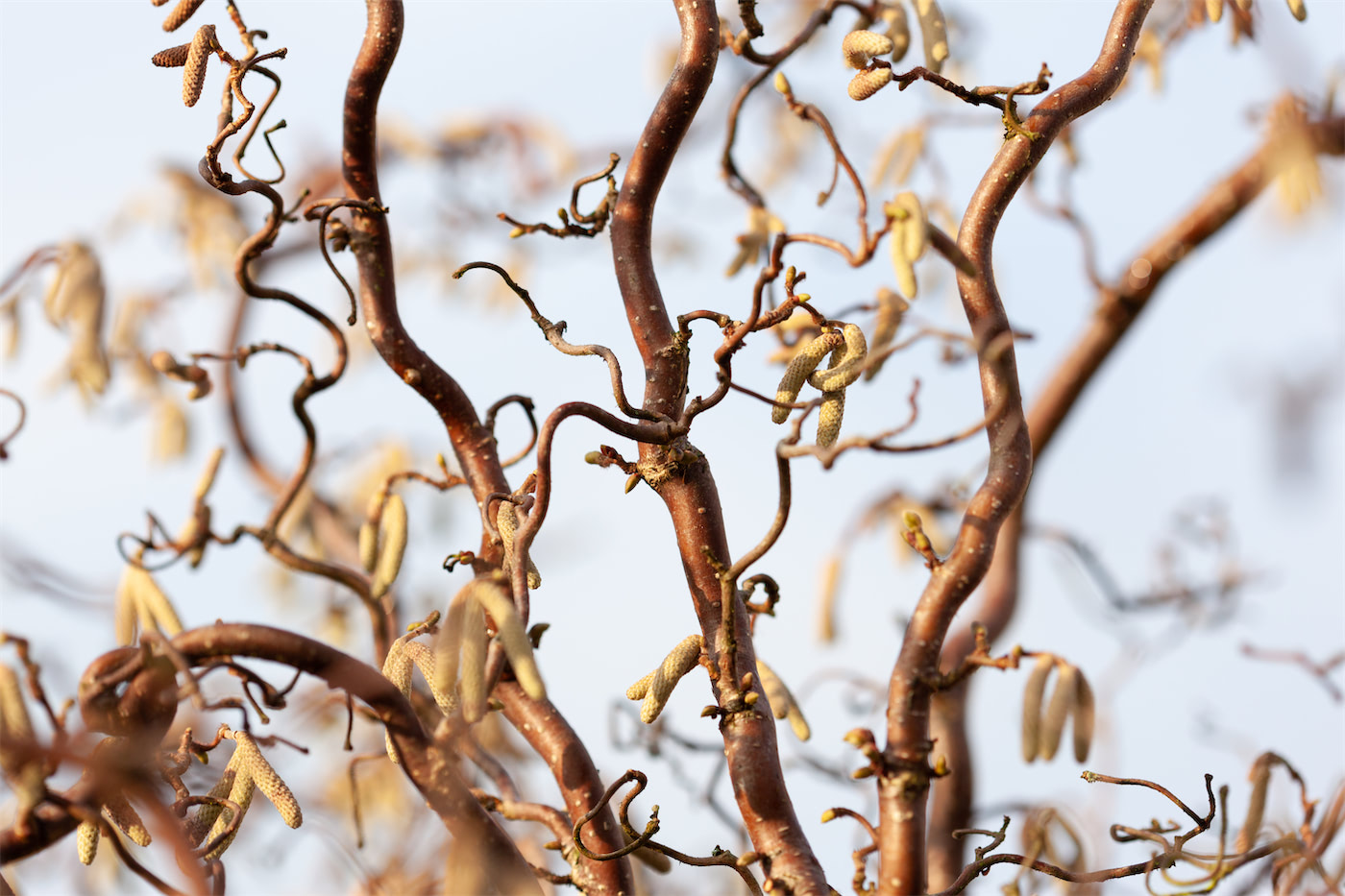 Winter Interest Plants