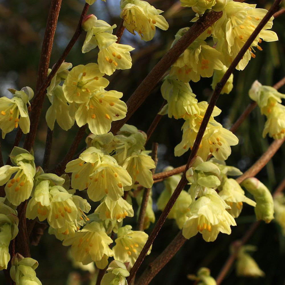 Winter Interest Plants