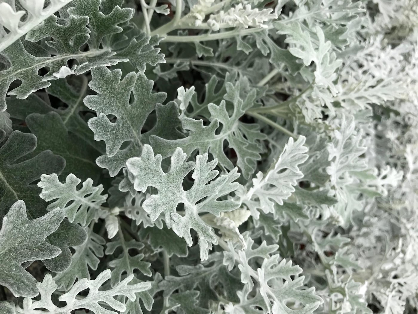 Winter Container Gardening